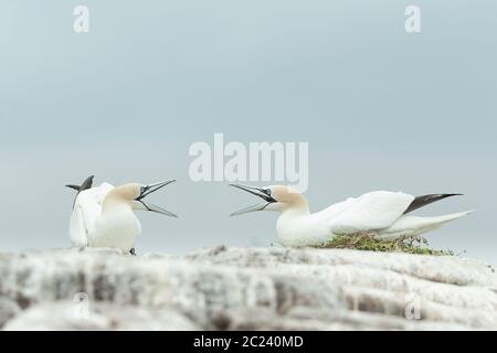 Ein Paar Nordganets (Morus bassanus) mit offenem Schnabel, Great Saltee Island, Irland Stockfoto