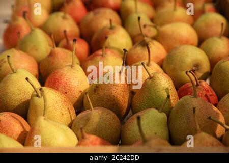 Frische Birnen mit gelber und roter Farbmischung Stockfoto