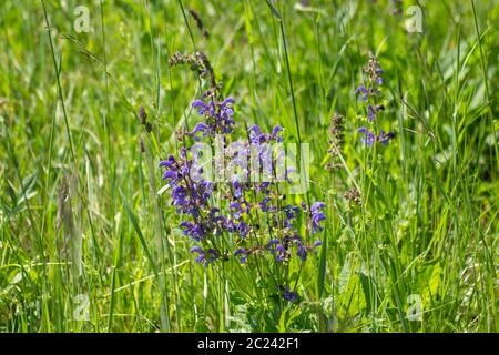 Lila Blüten von Salbei wachsen im Gras, Salvia oder Salbei Stockfoto