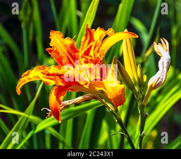 Hemerocallis fulva bekannt als orangene Taglilie, Tawny, Tiger, Eisenbahn, Straßenrand oder Fulvous Taglilie, auch Graben, Nebengebäude oder Waschhaus Lilie Stockfoto