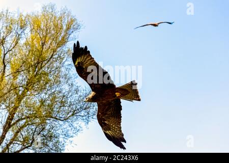 Fliegender roter Drachen (Milvus milvus) Stockfoto