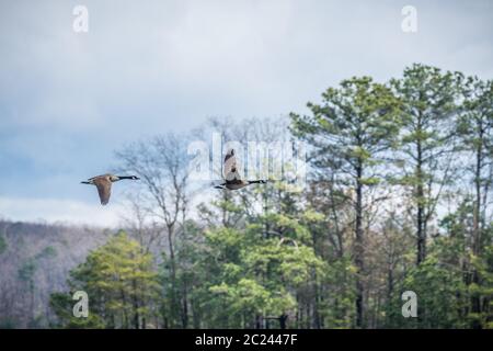 Ein Paar kanadischer Gänse, die über den See in die Wälder fliegen und an einem bewölkten Tag im späten Winter andere Gänse in der Nähe hupen Stockfoto