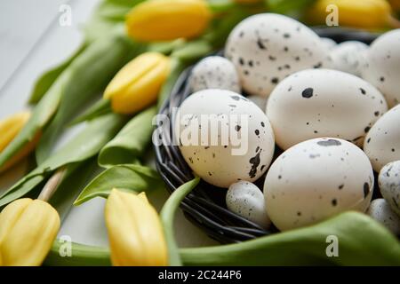 Schöne gelbe Tulpen mit gepunkteten Wachteln und Huhn Eier im Nest auf Weiß Stockfoto