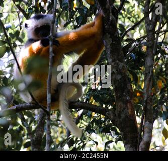 Porträt von diademed sifaka aka Propithecus diadema Madagaskar Stockfoto