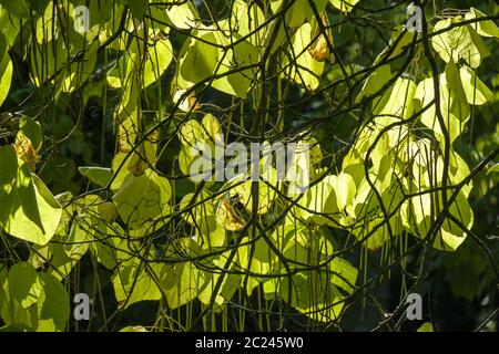 Gewöhnlicher Trompetenbaum (Catalpa bignonioides) Stockfoto