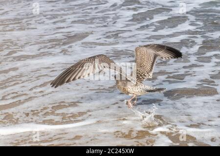 Braun Silbermöwe fliegt über Sandstrand der Ostsee mit Wellen und blauer Himmel Stockfoto