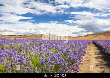 Lavendelfeld in Neuseeland Stockfoto