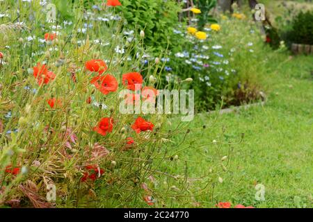 Rotes Feld Mohn vor dem Hintergrund der blauen und gelben Blumen, mit Kopie Speicherplatz auf üppigen Gras Stockfoto