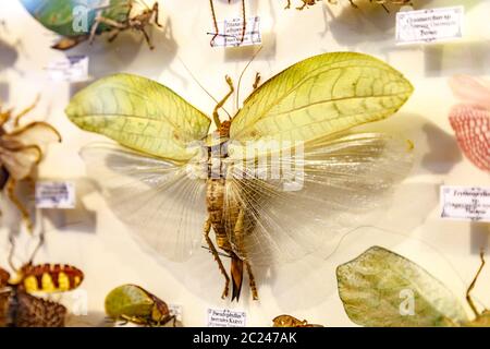 Moskau, Russland - 12. März 2019: Sammlung von getrockneten natürlichen Insekten im Apothekergarten. Set von Nadelinsekt in der Biologie Muse Stockfoto