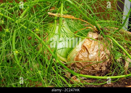 Nahaufnahme von bowiea volubilis Stockfoto