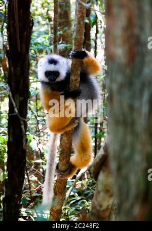 Porträt von diademed sifaka aka Propithecus diadema Madagaskar Stockfoto