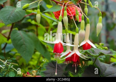 Nahaufnahme einer roten und weißen Fuchsie in einem Gewächshaus, Fuchsia hybrida Stockfoto