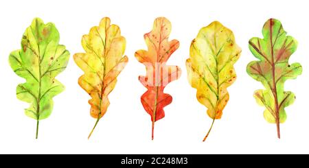 Aquarell Herbst mit Eichenlaub eingestellt. 5 Laub von Gelb, Orange und Grün mit Tropfen und Spritzer. Isolierte Objekte auf weißem Hintergrund. Elem Stockfoto