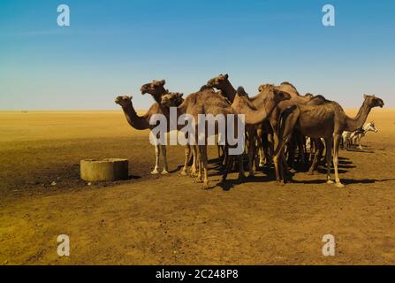 Portrait von trinkenden Kamelen am Wüstenbrunnen in Ouled-Rachid, Batha, Tschad Stockfoto