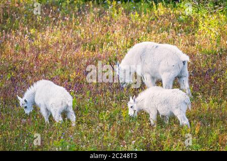 Weibliche Bergfritte (Oreamnos americanus) mit zwei Kindern im Frühherbst. Glacier National Park. Montana. USA Stockfoto