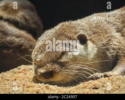 Ein kleiner Nutria auf Nickerchen in der Sonne. Er liegt auf seiner Seite, sein Gesicht und eine Pfote zur Kamera. Nahaufnahme. Stockfoto