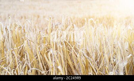 Gereifte Weizenfeld Hintergrund Nahaufnahme. Saisonkonzept. Stockfoto
