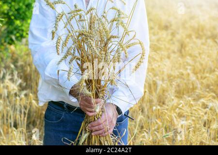 Die Hände des Bauern halten einen Bund´s goldenem, reifen Weizen auf dem Feld. Landwirtschaft, Erntezeitkonzept. Stockfoto