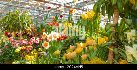 Blumen am grünen Haus. Blühende bunte Blumen. Zimmerpflanzen in der Orangerie. Tropisches Gewächshaus mit immergrünen Fluss Stockfoto