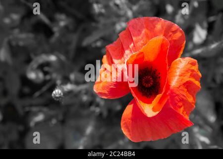 Einzelner roter Mohn auf einem Feld mit Kopierraum. Schwarz-weiß backgorund Stockfoto