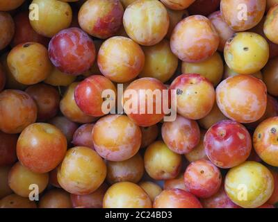 Pflaume Pflaume (Prunus domestica) aka Pflaume Obst vegetarische Kost als Hintergrund Stockfoto