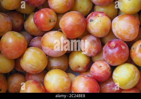 Pflaume Pflaume (Prunus domestica) aka Pflaume Obst vegetarische Kost als Hintergrund Stockfoto