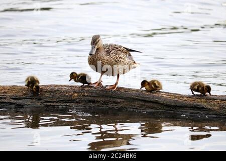 Mallard Ente mit Enten steht auf einem Holzstamm in einem See. Weibliche Wildente mit Baby Vögel im Sommer Stockfoto