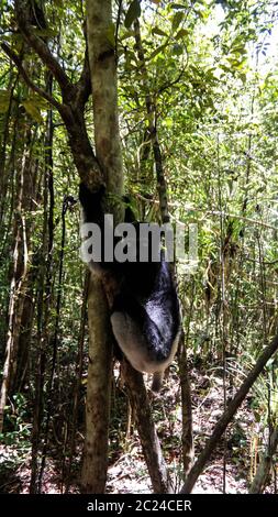 Porträt von Indri Indri lemur am Baum, Atsinanana Region, Madagaskar Stockfoto