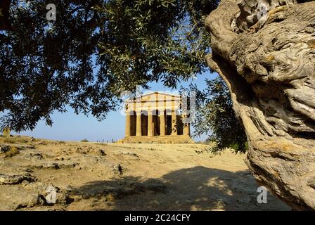 Tempel der Concordia und Olivenbaum im Tal der Tempel ist ein Wahrzeichen Siziliens von UNESCO-Architektur in Agrigento Stockfoto