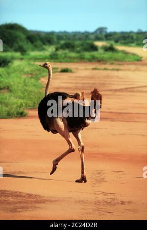 Strauß in Tsavo Ost Nationalpark, Kenia Stockfoto