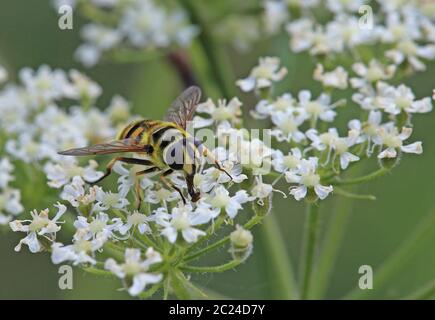 Weibliche Schädelfliege oder gemeiner Doldenschwebe Myathropa florea Stockfoto