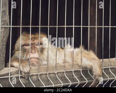 Trauriger Affe in einem Käfig. Einsames Tier in Gefangenschaft. Stockfoto