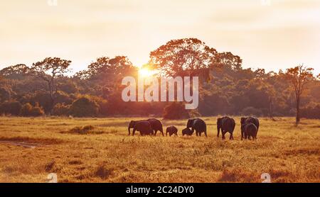 Safari, wilde Elefanten Familie Beweidung auf die große Wiese am Abend im milden Abendlicht, Naturfotografie, schöne Natur von Sri Lanka Stockfoto