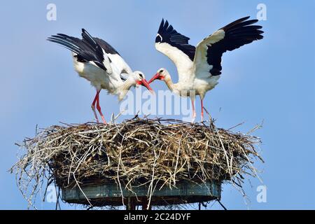 Junge Weiße Störche auf einem Nest Stockfoto