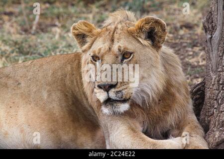 Löwe in Frieden schaut sich aus nächster Nähe um Stockfoto