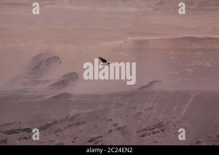 Einsamer schwarzer Vogel fliegt über die trockene Wüste Stockfoto