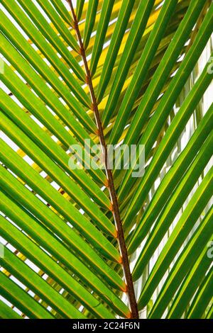 Detail des Blattes einer Palme mit Single Stockfoto