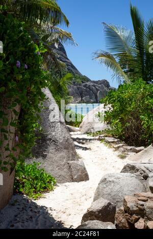 Pfad durch Sand an überwucherten Küste im Paradies Stockfoto