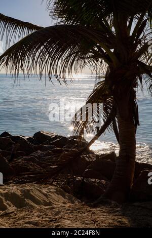 Glitzernde auf dem Meer im Schatten der Palmen in der Dämmerung Stockfoto