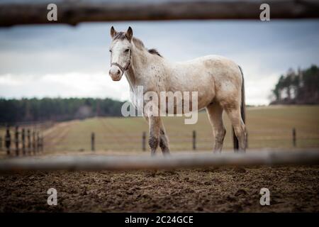 Pferd am Stall (Farbtonbild; flaches DOF) Stockfoto