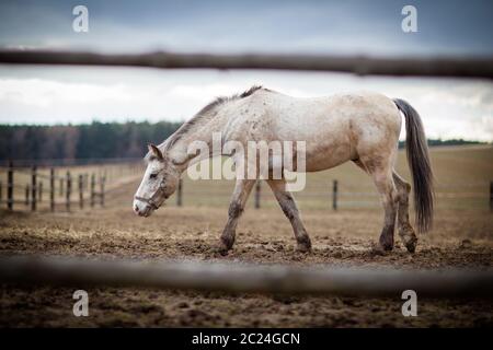 Pferd am Stall (Farbtonbild; flaches DOF) Stockfoto