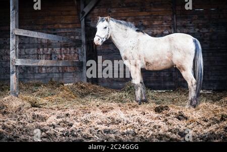 Pferd am Stall (Farbtonbild; flaches DOF) Stockfoto