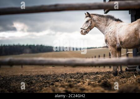 Pferd am Stall (Farbtonbild; flaches DOF) Stockfoto