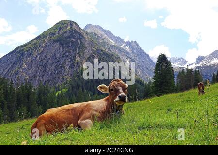 Ein entspanntes junges Braunvieh in den Bergen Österreichs Stockfoto