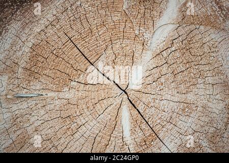 Schneiden Sie Protokolle aus der Nähe für Ihre Kreativität Stockfoto