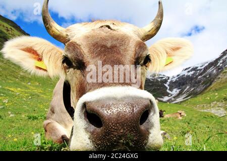 Ein hübsches junges braunes Vieh mit Hörnern in den Bergen. Eine neugierige Kuh Stockfoto