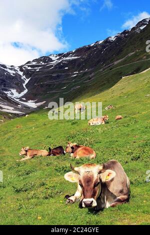Eine Herde brauner Rinder im Sommer in den Alpen Stockfoto