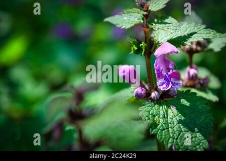 Nahaufnahme von Boden - Efeu Blume auf einem grünen Hintergrund in den österreichischen Alpen genommen Stockfoto