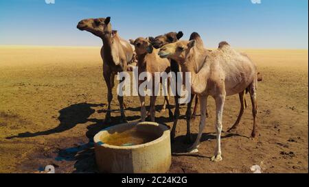 Portrait von trinkenden Kamelen am Wüstenbrunnen in Ouled-Rachid, Batha, Tschad Stockfoto
