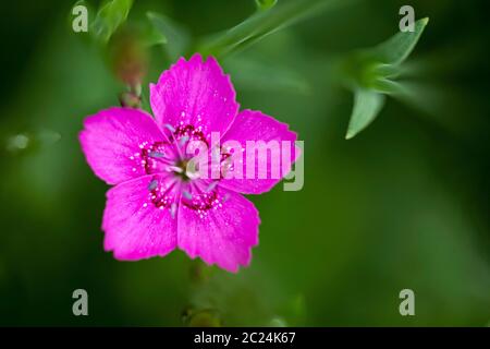 Dianthus Canescens hell rosa Blume mit grünem Laub und flache Tiefenschärfe Stockfoto